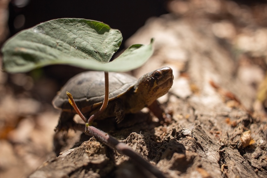 una tortuga de barro de Vallarta