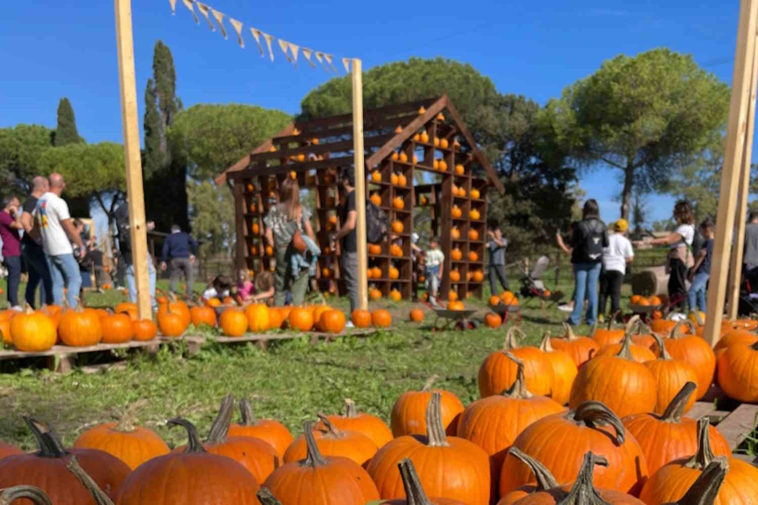 Las calabazas de Balvianca