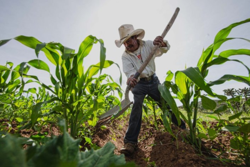 Corn farmer in Mexico