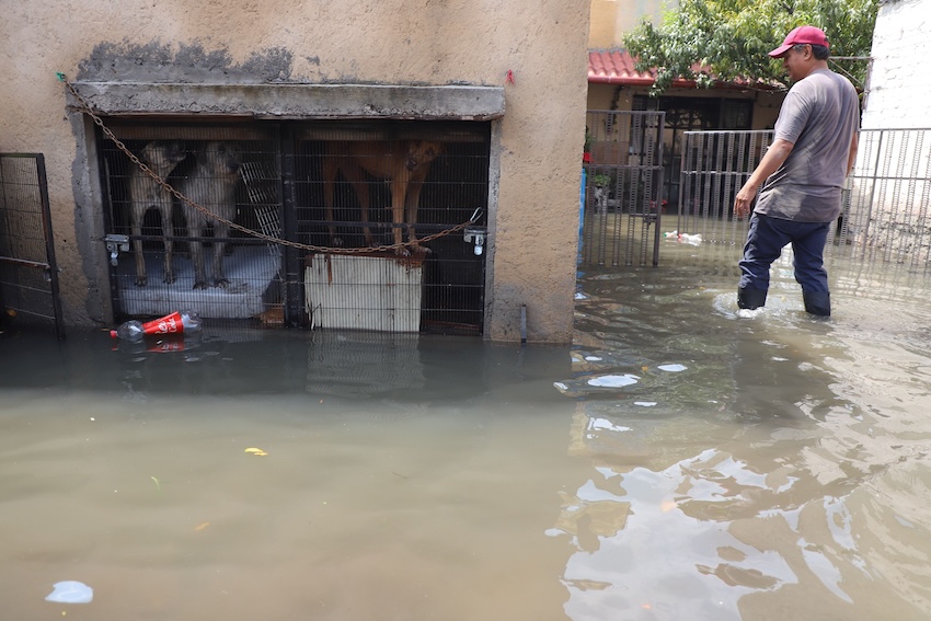 casa inundada en Iztapalapa, Ciudad de México, con perros