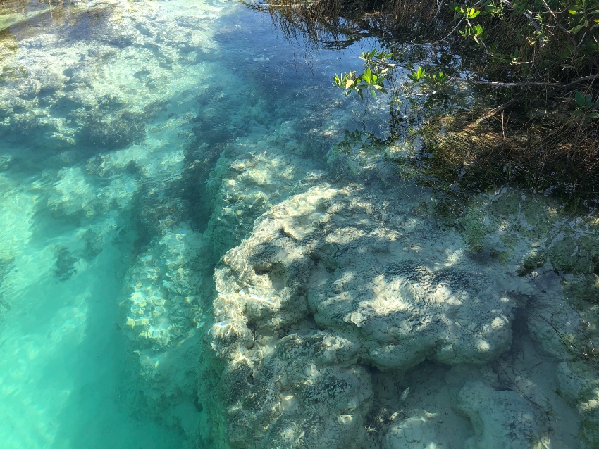 Formación de estromatolita en Bacalar, Riviera Maya