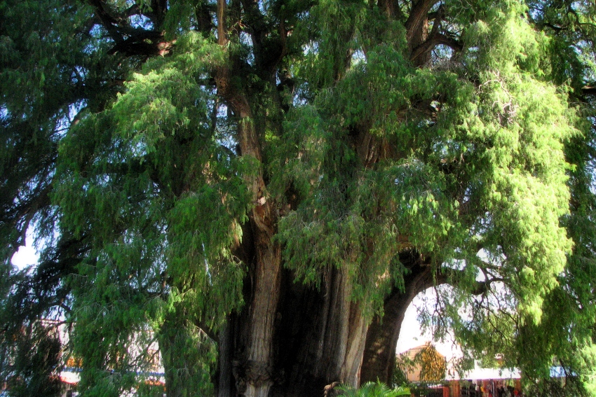 Tule Árbol en Oaxaca