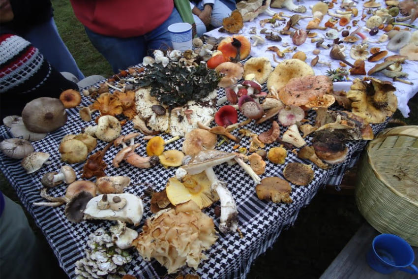 Una mesa cubierta con un paño a cuadros en blanco y negro muestra una colección grande y diversa de hongos silvestres recién forrajados de diferentes colores, formas y tamaños de México. Las variedades incluyen varias especies marrones, blancas, amarillas y con tapa rojiza.