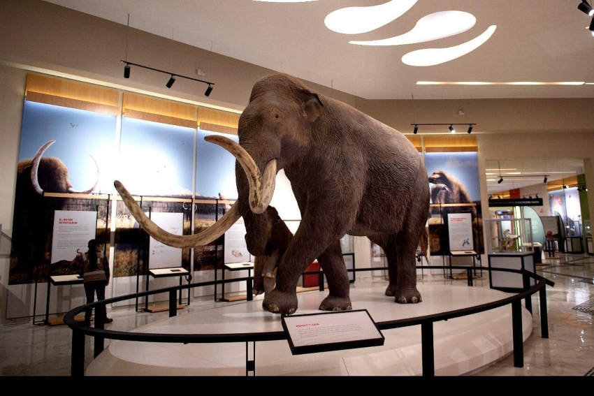 Recreación de un ejemplar de mamut colombiano