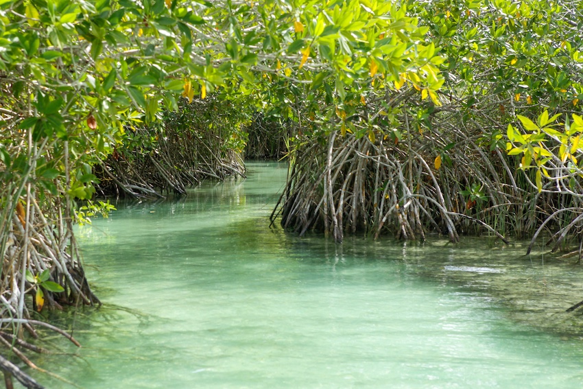A narrow, clear, turquoise-green waterway winding through a dense mangrove forest, with the distinctive aerial roots of the mangrove trees visible along the banks.