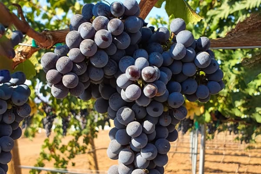 uvas sangiovese
