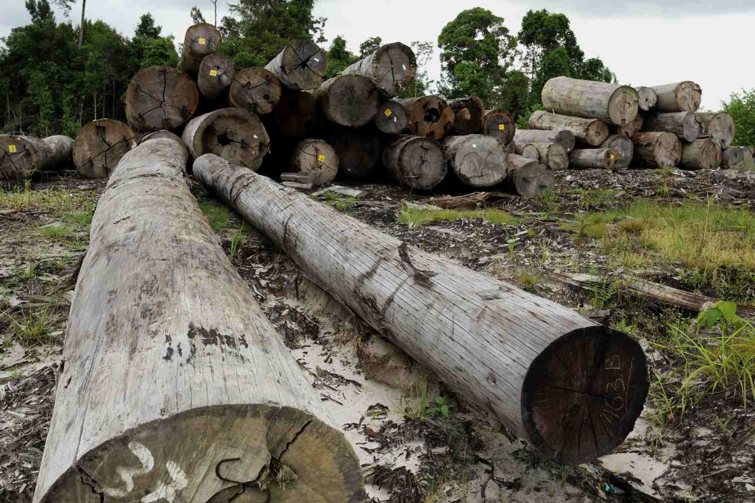 bosque Borneo orangutanes deforestación