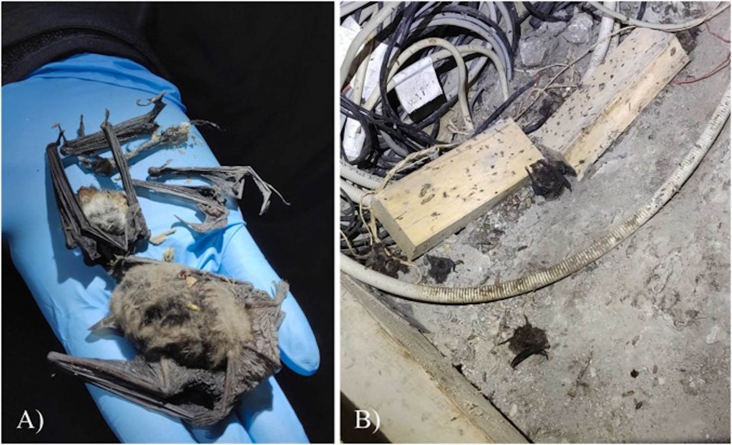 murciélagos atacados por ratas grises