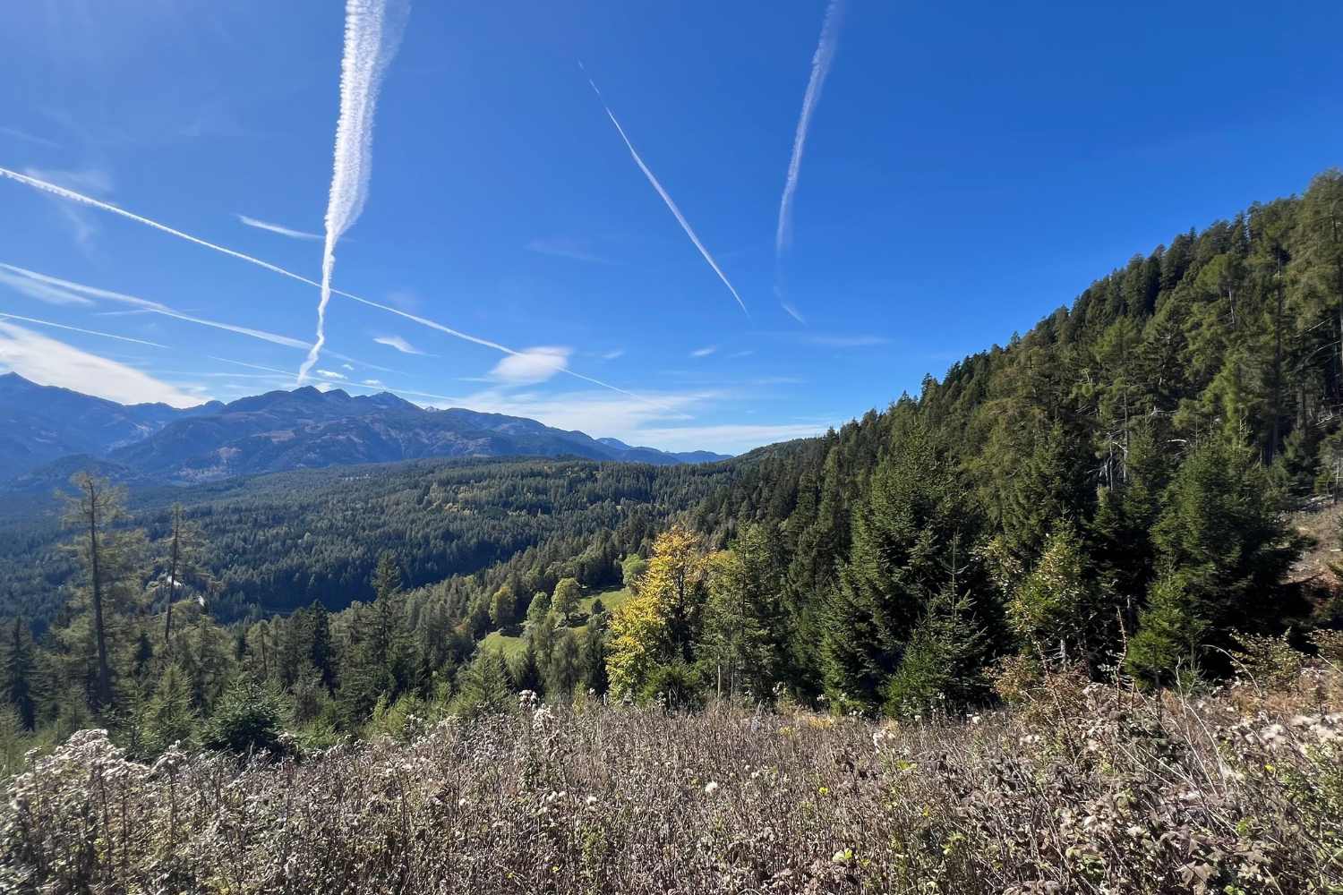 renacimiento de los bosques de Dolomitas