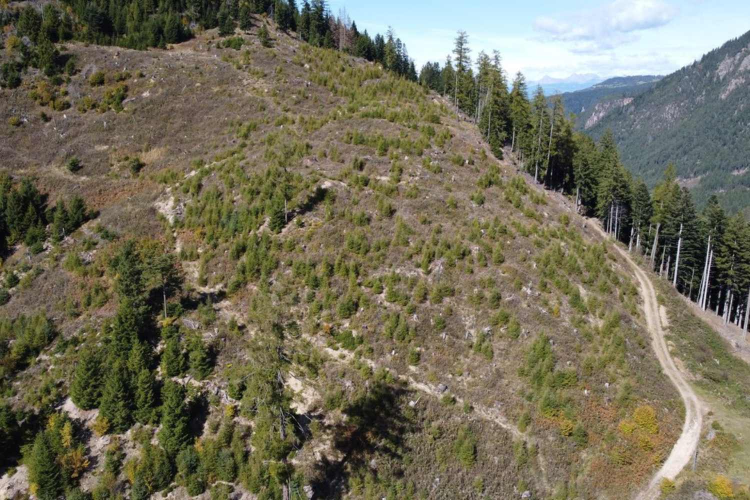 Bosques de Val di Fiemme