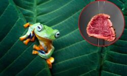 Cómo la carne le está robando espacio a la vida salvaje (y a la nuestra)