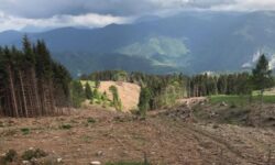 Enego, siete años después de Vaia: ¿cómo está el municipio más afectado por la devastadora tormenta?