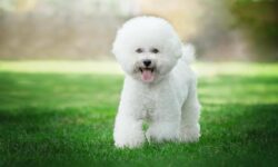 Bichón Frisé: los secretos más sorprendentes que no conocías