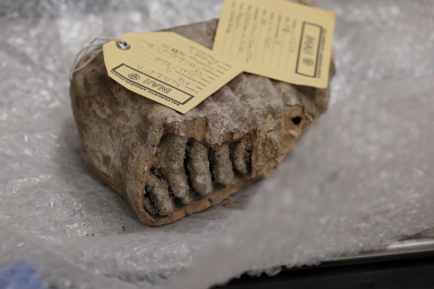 Un fósil de mamut etiquetado