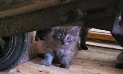 De gatito común a belleza deslumbrante: una transformación increíble que te dejará sin palabras