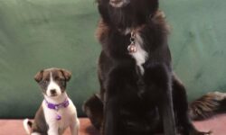 Desgarrador rescate: héroes salvan a un cachorrito que lloraba desesperado por su madre en plena carretera