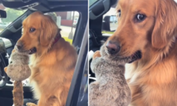 El dueño de un Golden Retriever se aleja de la tienda y su perro hace lo impensable: la escena más tierna del día