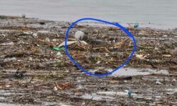 El increíble ‘perro’ con un cubo en la cabeza que arrasó en redes: en realidad era…