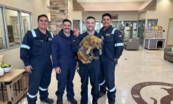 Impactante: el perro rescatado de un contenedor de carga ocultaba un secreto increíble que te dejará sin palabras