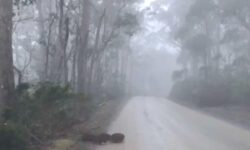 Impactante escena: un conductor ve una manada de animales rarísimos aparecer entre la niebla