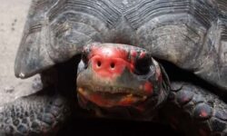 Increíble reencuentro: la tortuga mascota desaparecida hace 30 años reaparece en el ático de su casa