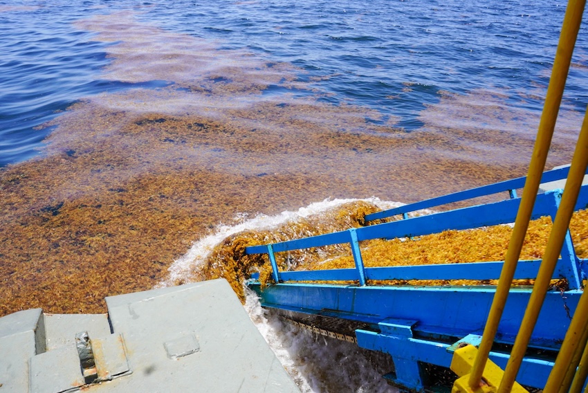 sargassum