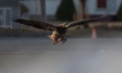 La foto más impactante del año: un fotógrafo inmortaliza a un águila calva con su presa entre las garras