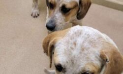 La historia más conmovedora del refugio: adoptan primero a su mejor amigo y este perrito cerró su corazón