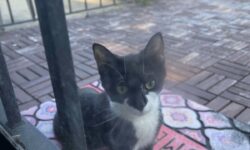 La historia más tierna del día: una gata callejera lleva a sus nuevos gatitos, uno por uno, a su humano favorito