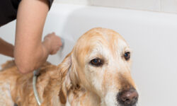 La rutina de baño más tierna de un golden retriever de 17 años que te robará el corazón