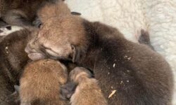 Mujer corre a rescatar a una camada de cachorros, pero lo que encuentra te romperá el corazón