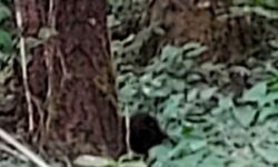 Un senderista escucha un llanto desgarrador en plena caminata y hace el descubrimiento más conmovedor que jamás imaginó