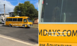 ¡Ternura absoluta! El Golden Retriever que en su primer día de escuela canina conmovió a todos y se volvió viral