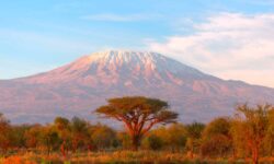 En el Kilimanjaro, el hombre ha borrado el 75% de la biodiversidad en un siglo