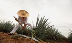 Ruta del Tequila Los Altos de Jalisco abre nuevo camino para el turismo rural de cara al Mundial 2026