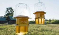 Avispones asiáticos: llega la trampa ecológica que salva a las abejas y realmente funciona