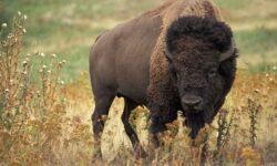 El lado salvaje del cambio climático: así reaccionan los grandes mamíferos al calor extremo