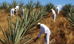 Los mineros del ‘oro verde’ de Corea: una diáspora olvidada