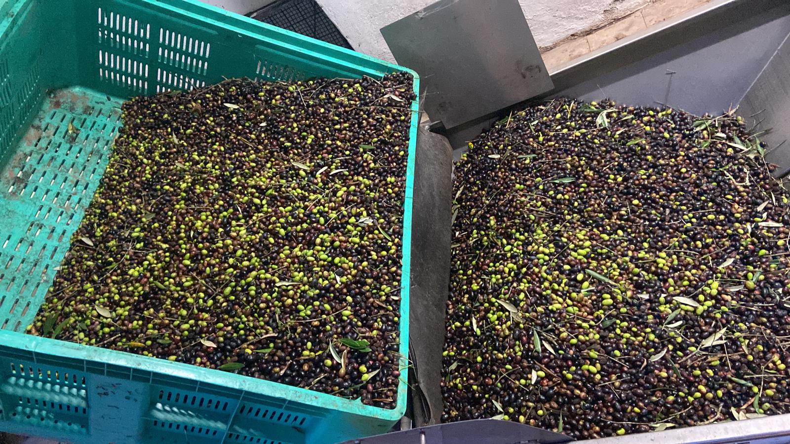 cosecha de aceitunas