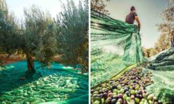 La antigua tradición de la recolección de aceitunas vuelve a vivir gracias a los jóvenes (que están salvando olivos olvidados)