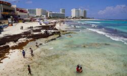 ¡Está de vuelta! Sargazo regresa sorpresivamente al final de la temporada en Cancún