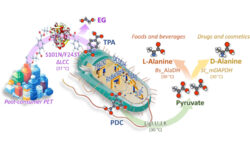 De residuo a recurso precioso: estos científicos italianos han transformado el plástico en aminoácidos