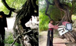 Esta es la vid más antigua del mundo: tiene más de 400 años (y resiste 2.400 metros de altitud)