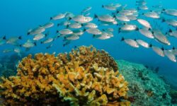 El Golfo de California se está calentando. ¿Qué significa eso para la gente y los peces que viven allí?