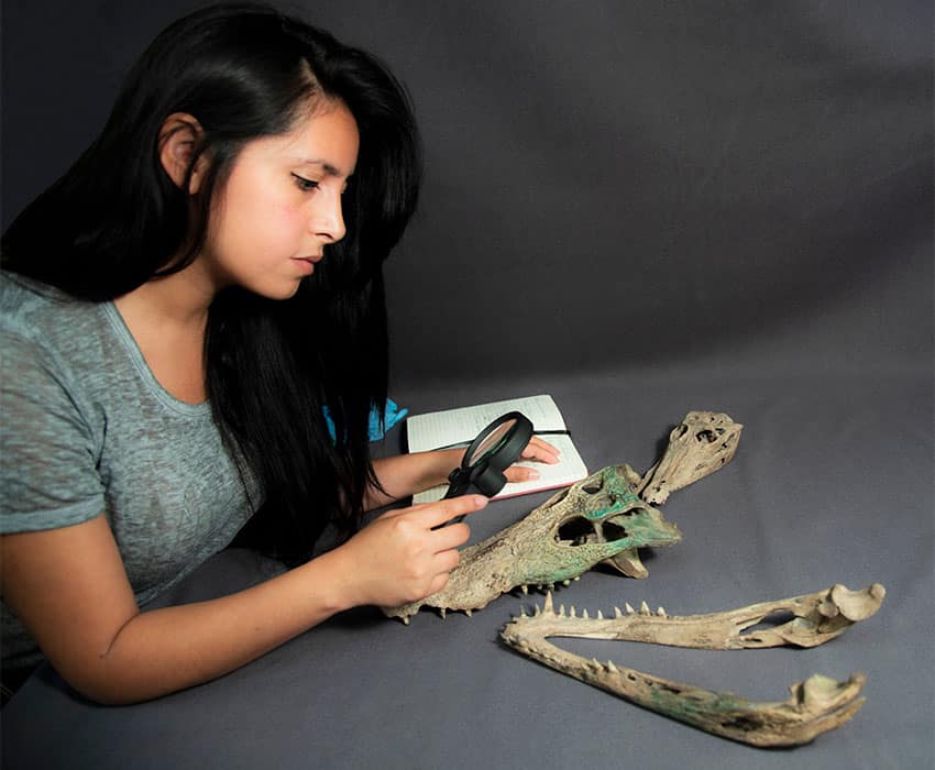 Analizando restos de cocodrilos. Foto de Mirsa Islas