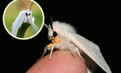 No, no es un Pokémon: la misteriosa polilla caniche que ha hechizado a la web y confundido a la ciencia