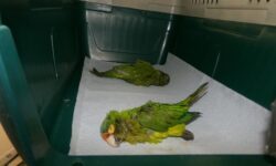 Un hombre estadounidense atrapado contrabandeando periquitos mexicanos en sus pantalones enfrenta 20 años de prisión