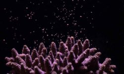 Canon y Nature Seychelles juntos para salvar los arrecifes de coral del punto de no retorno