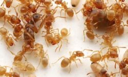 El golpe de la hormiga: este insecto parásito destrona a la reina y consigue hacerse con el control del hormiguero
