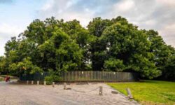 Más de 1000 años y sin oírlo: estos árboles italianos han sobrevivido a guerras y desastres, ¿conoces su historia?